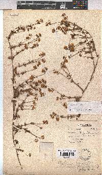 Hermannia pinnata image