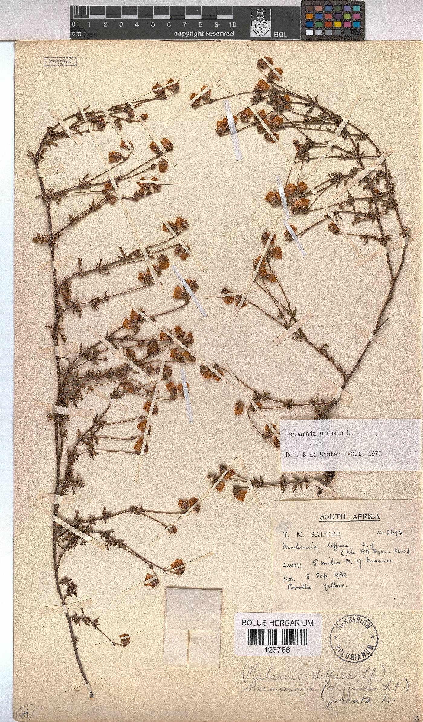 Hermannia pinnata image