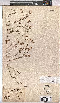 Hermannia pinnata image