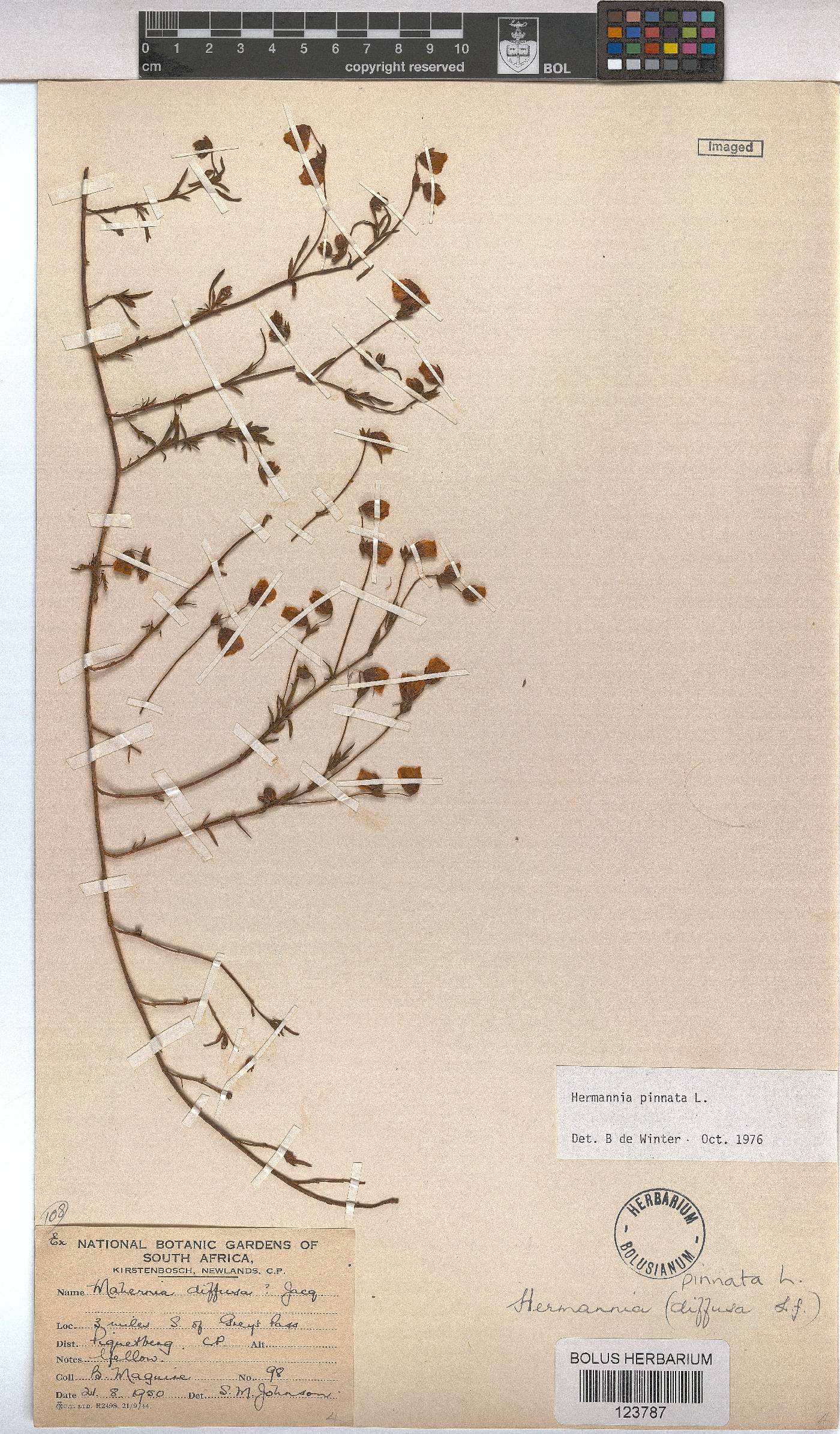 Hermannia pinnata image