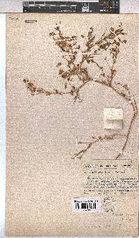 Hermannia quartiniana image