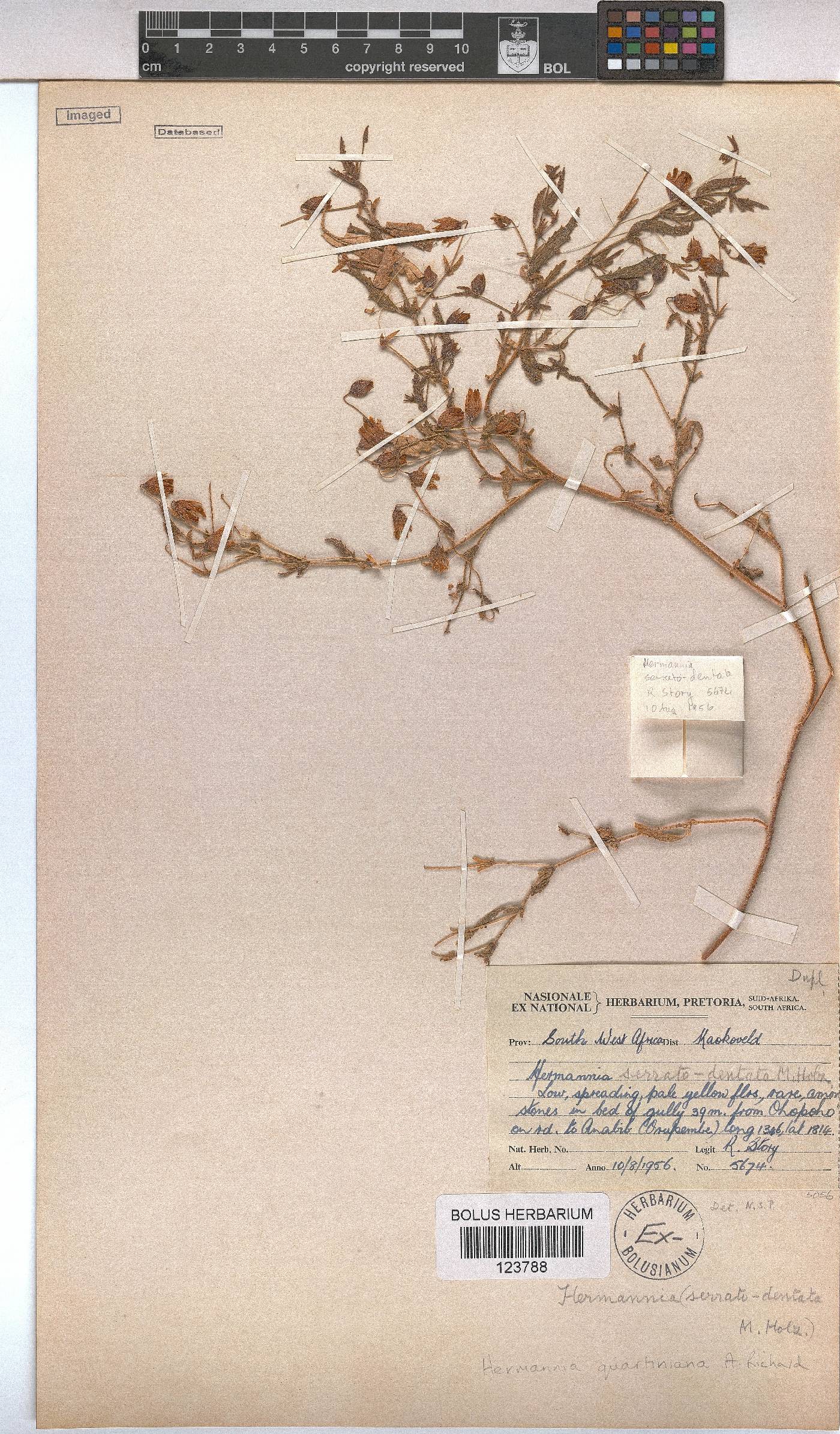 Hermannia quartiniana image