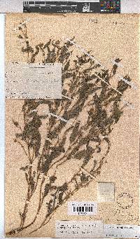 Hermannia quartiniana image