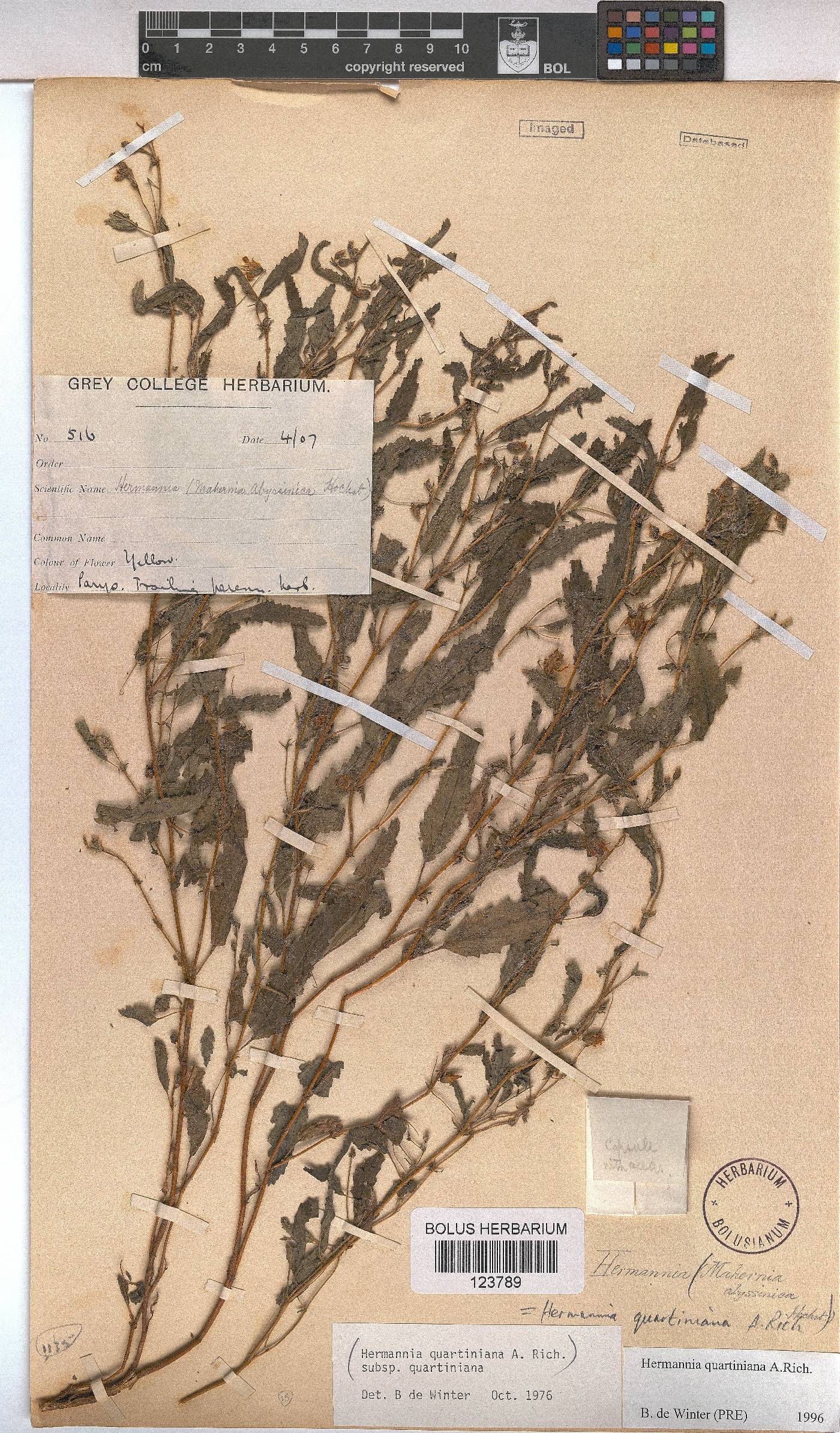 Hermannia quartiniana image