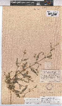 Hermannia quartiniana image