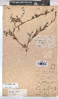 Hermannia quartiniana image
