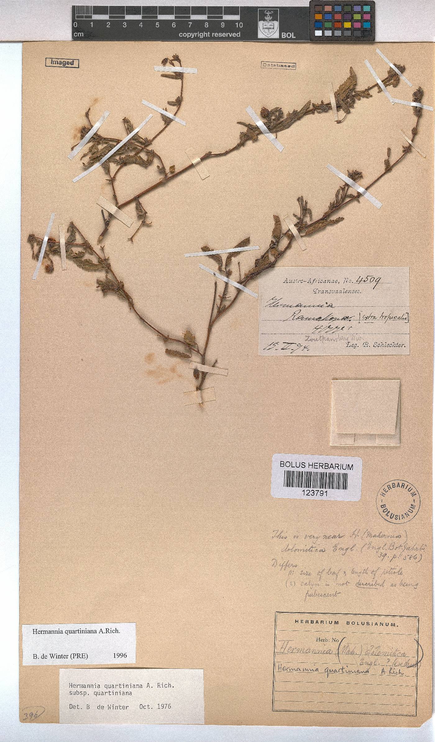 Hermannia quartiniana image