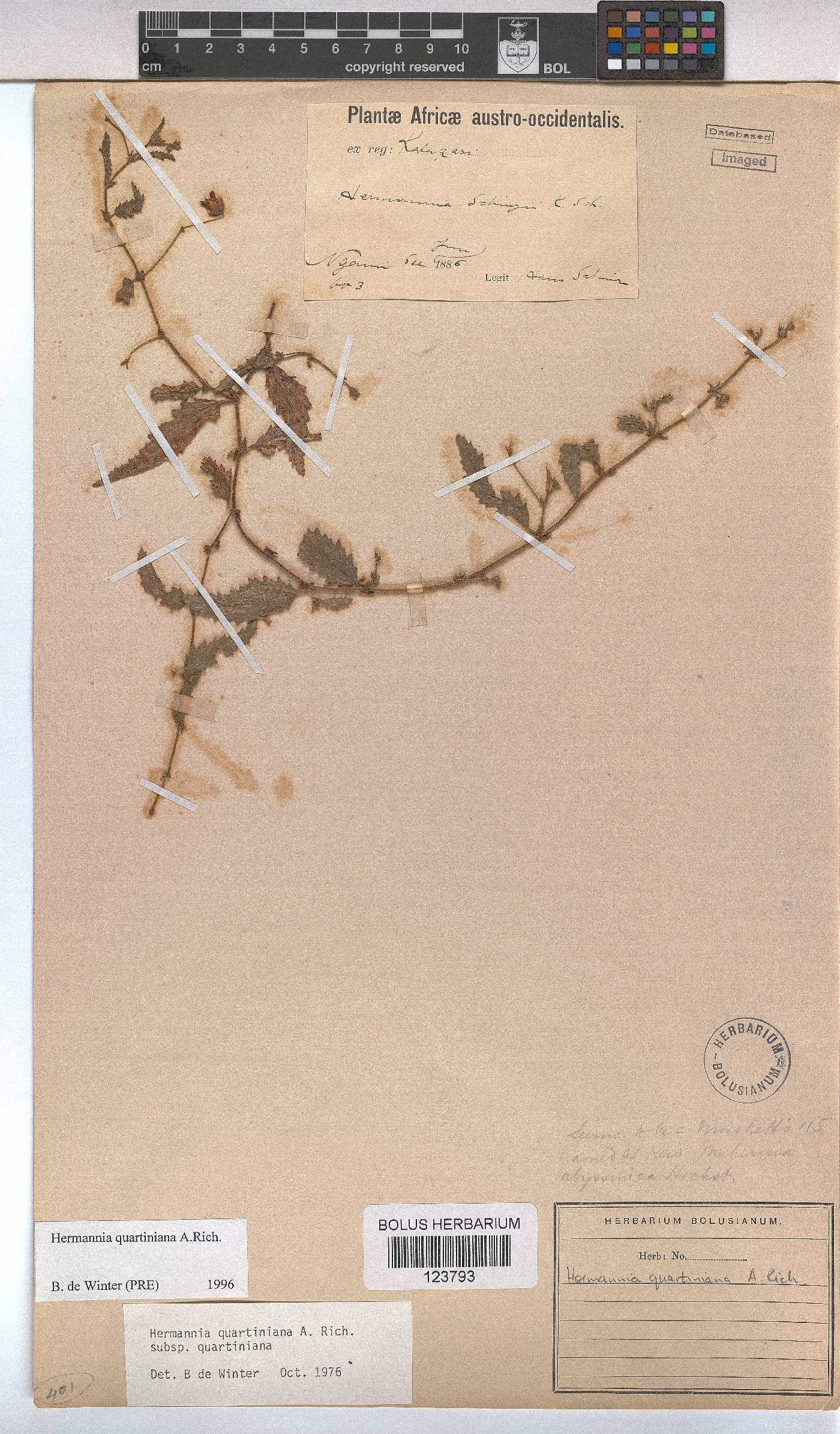 Hermannia quartiniana image