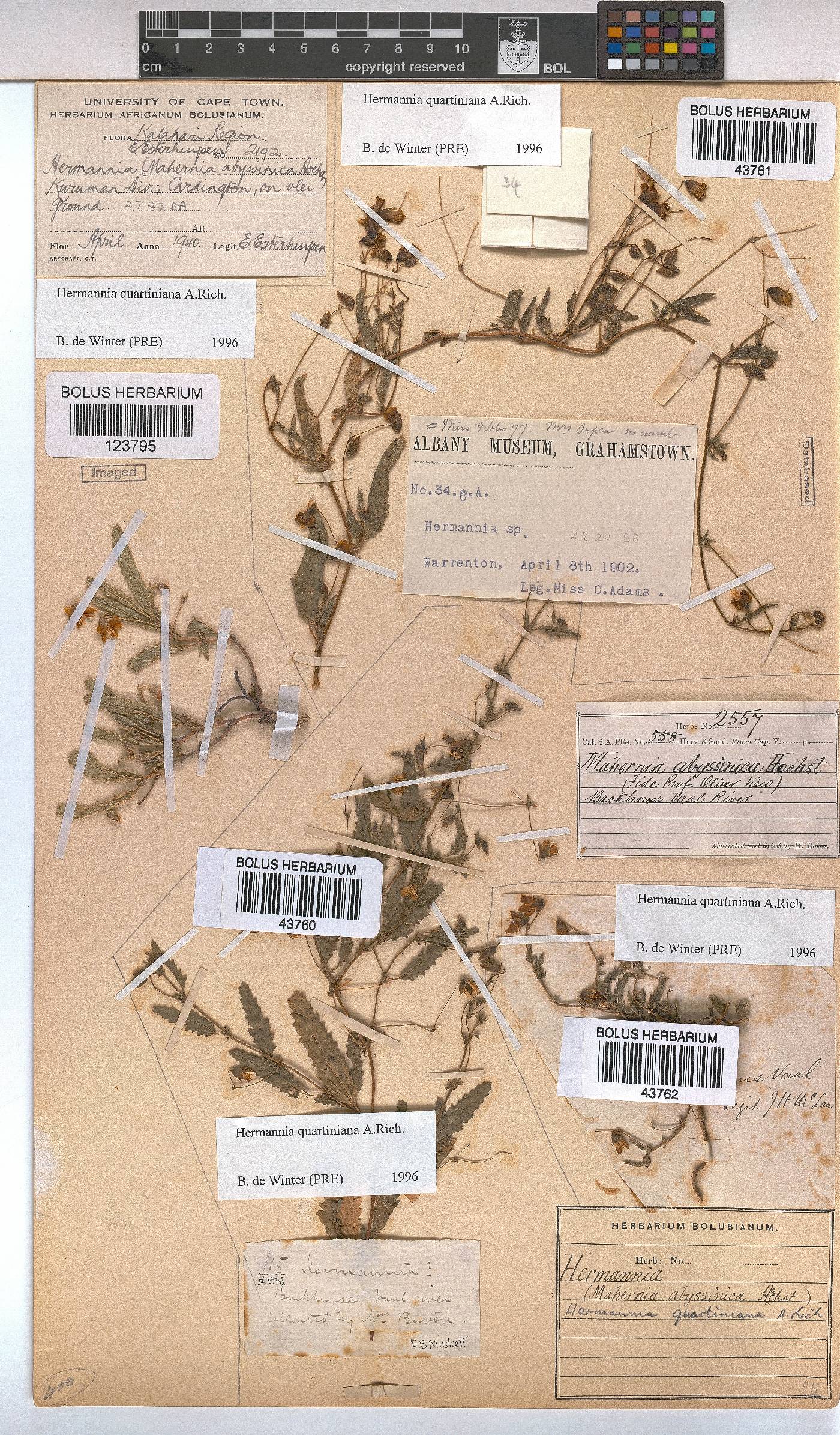 Hermannia quartiniana image