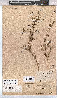 Hermannia quartiniana image