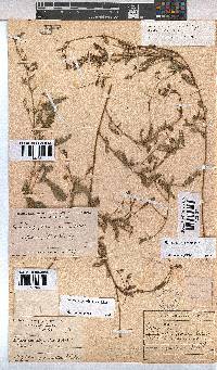 Hermannia quartiniana image
