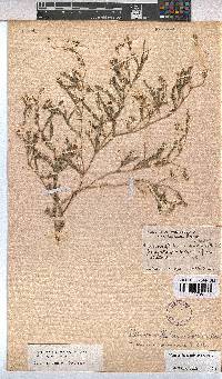 Hermannia quartiniana image