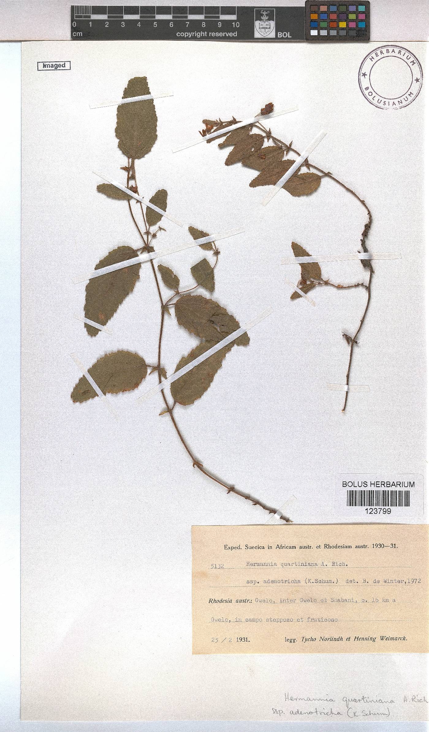 Hermannia quartiniana image