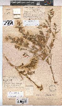 Hermannia pulchella image