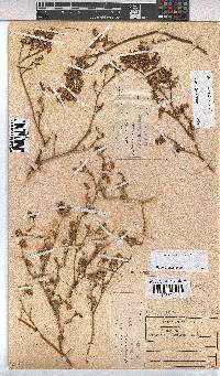 Hermannia pulchella image