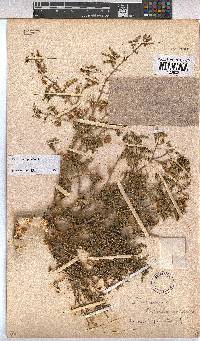 Hermannia pulchella image