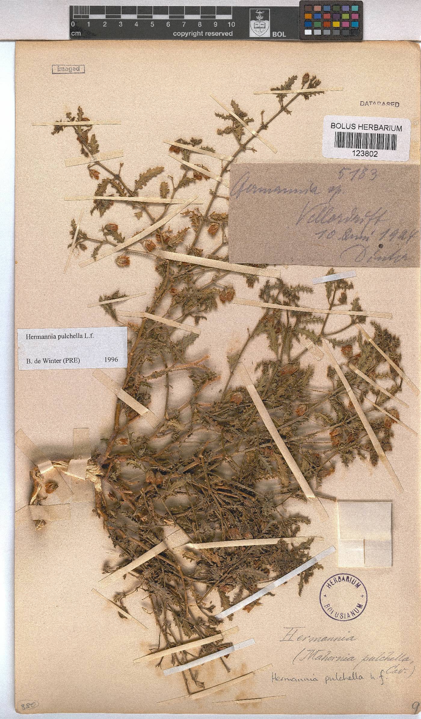 Hermannia pulchella image