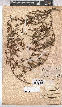 Hermannia pulchella image