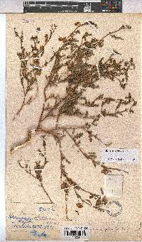 Hermannia pulchella image