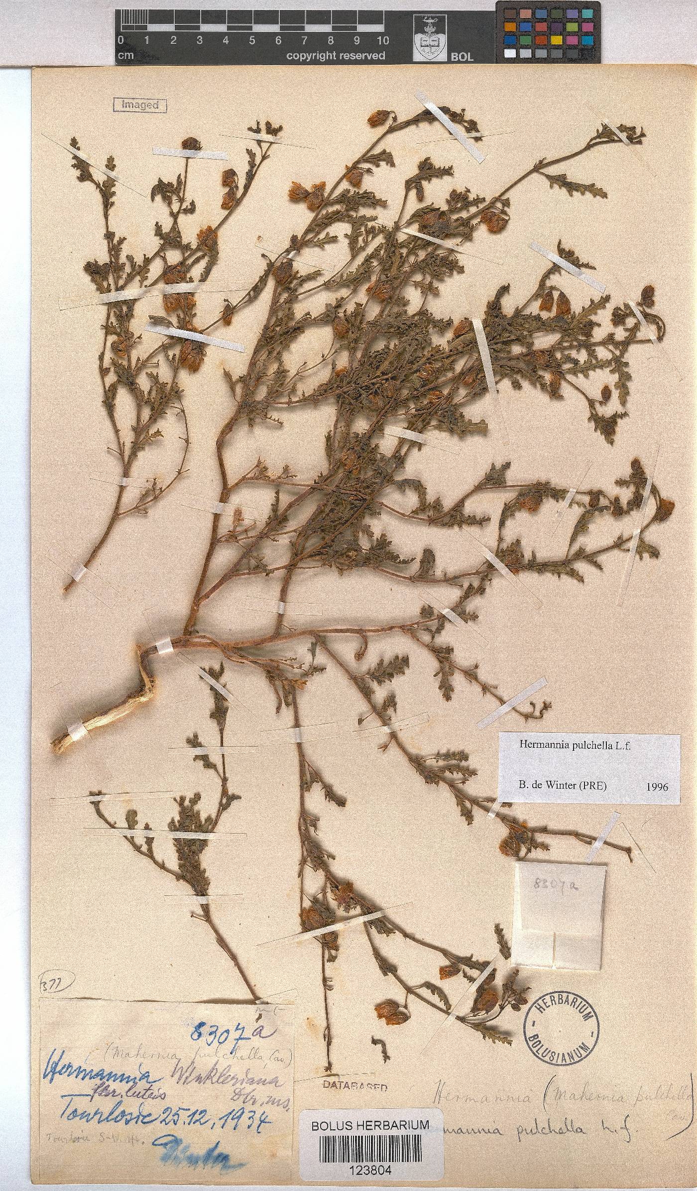 Hermannia pulchella image
