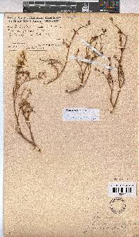 Hermannia pulchella image