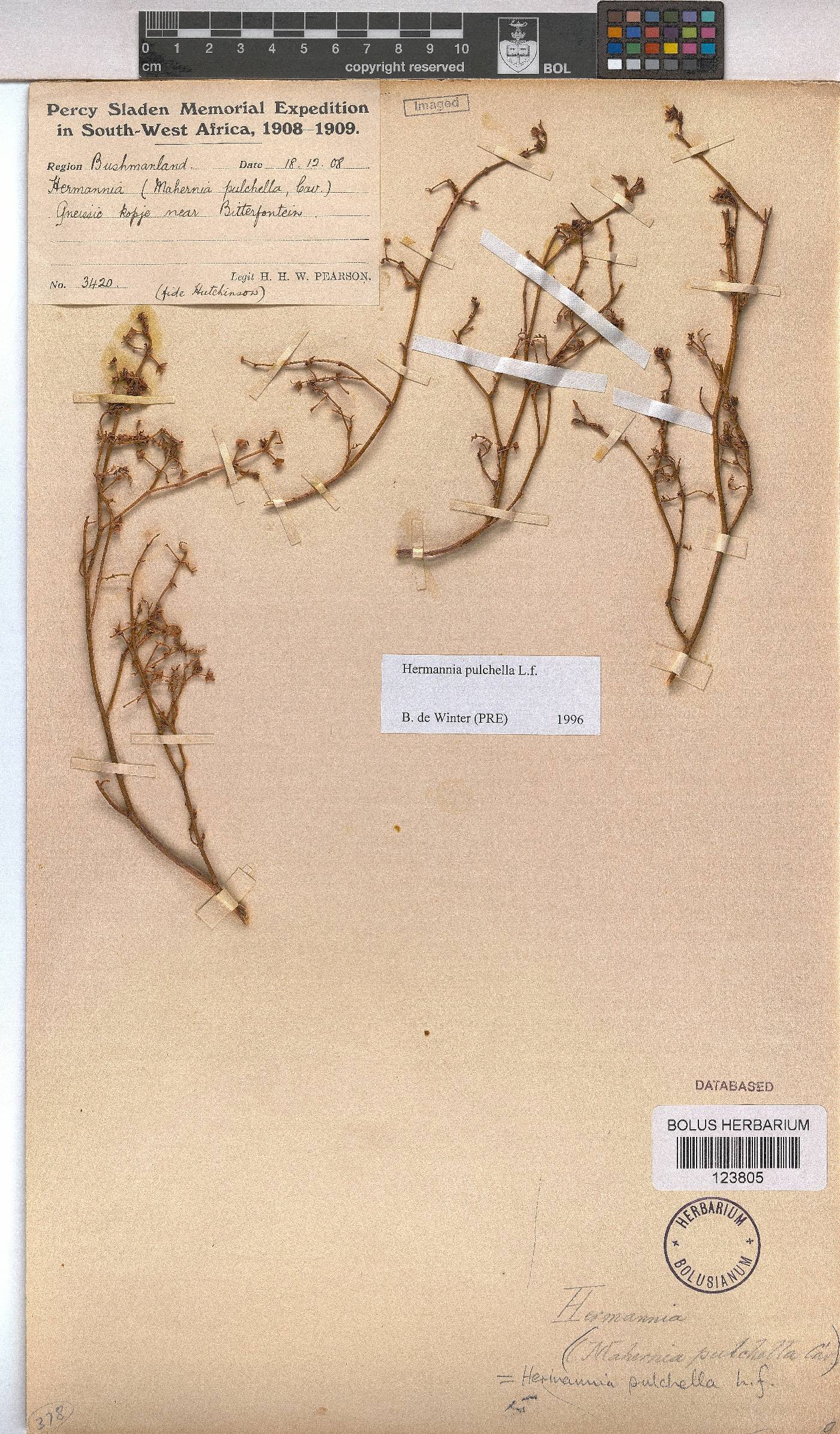 Hermannia pulchella image