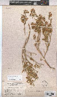 Hermannia pulchella image