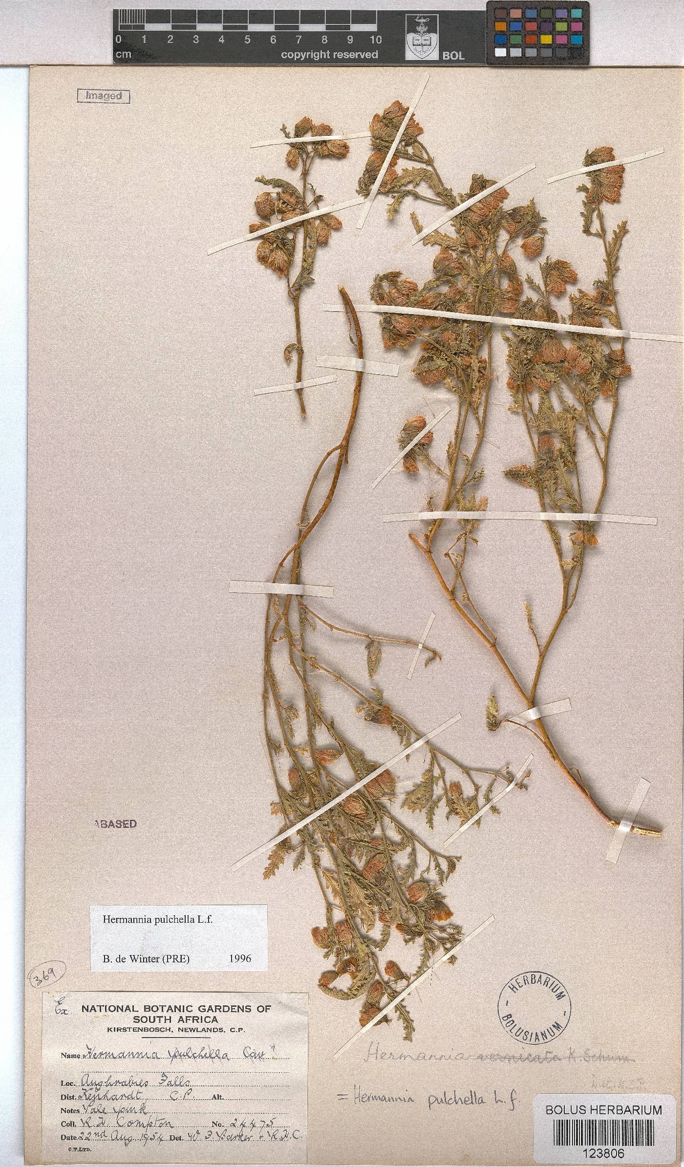 Hermannia pulchella image