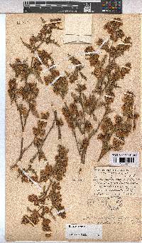 Hermannia pulchella image