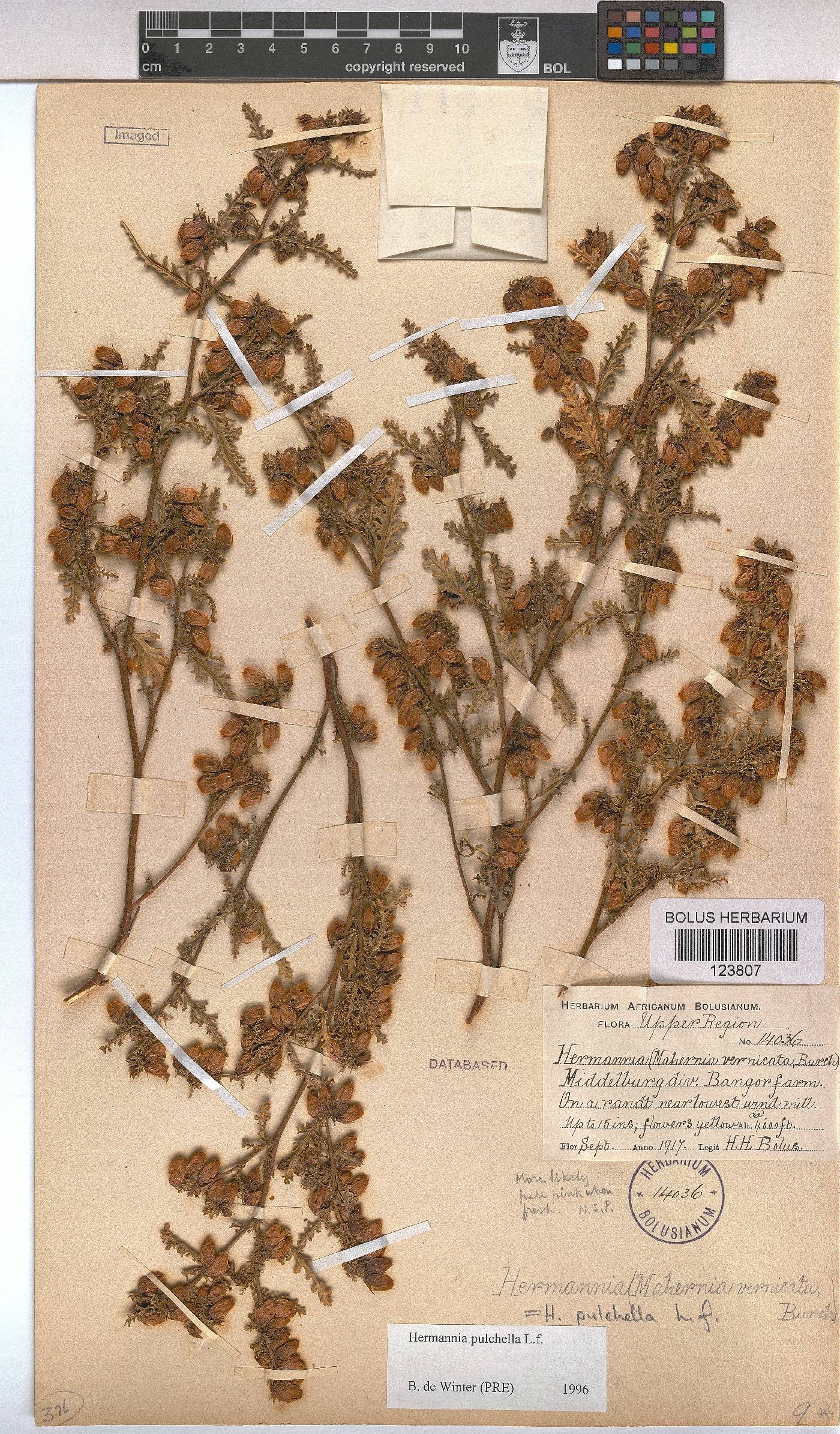 Hermannia pulchella image