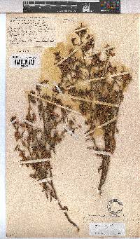 Hermannia pulchella image
