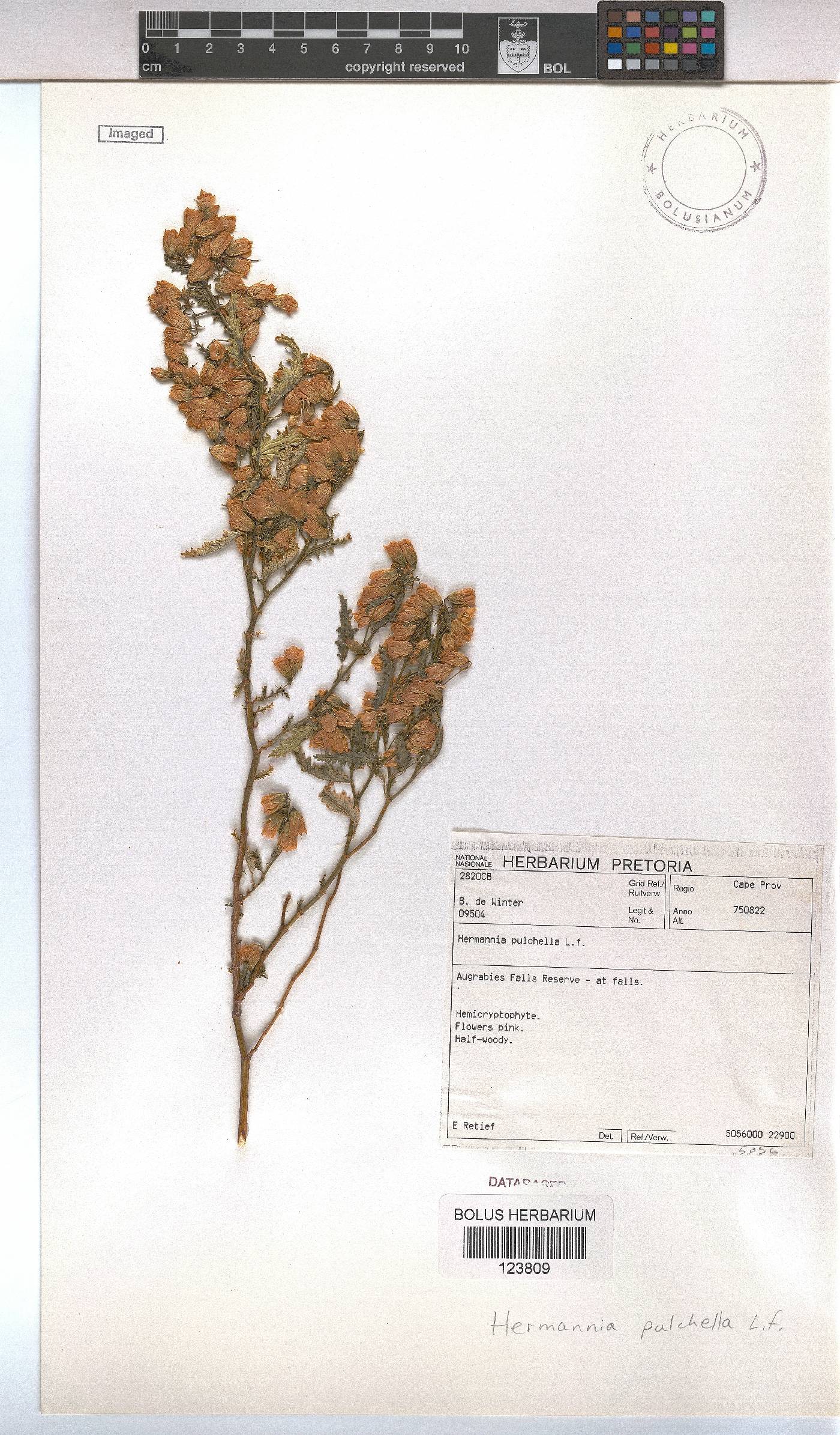 Hermannia pulchella image