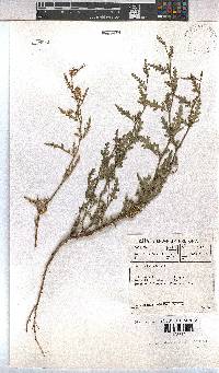 Hermannia pulchella image