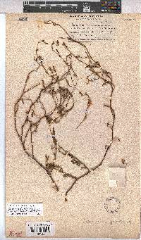 Hermannia pulchella image