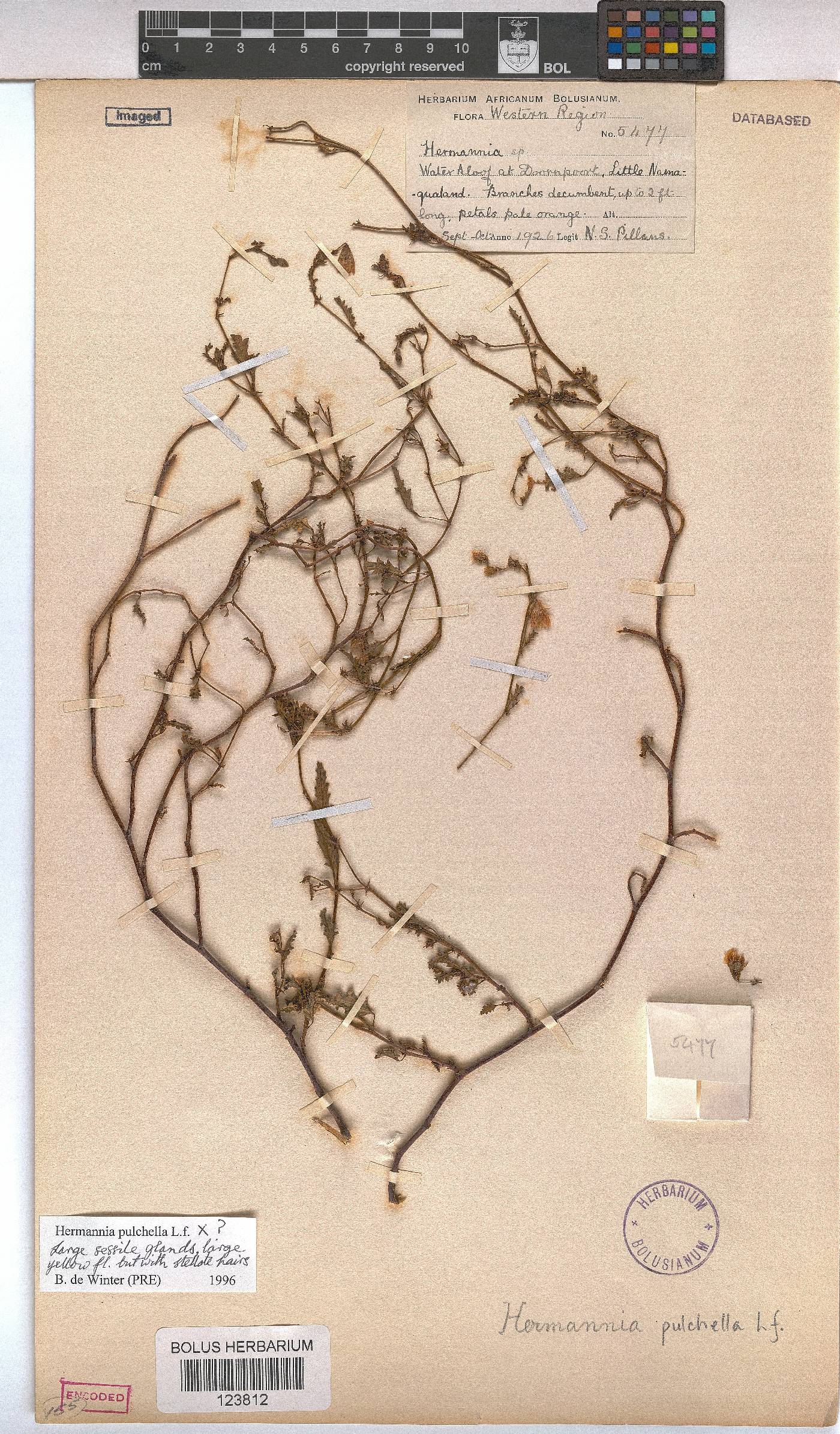 Hermannia pulchella image