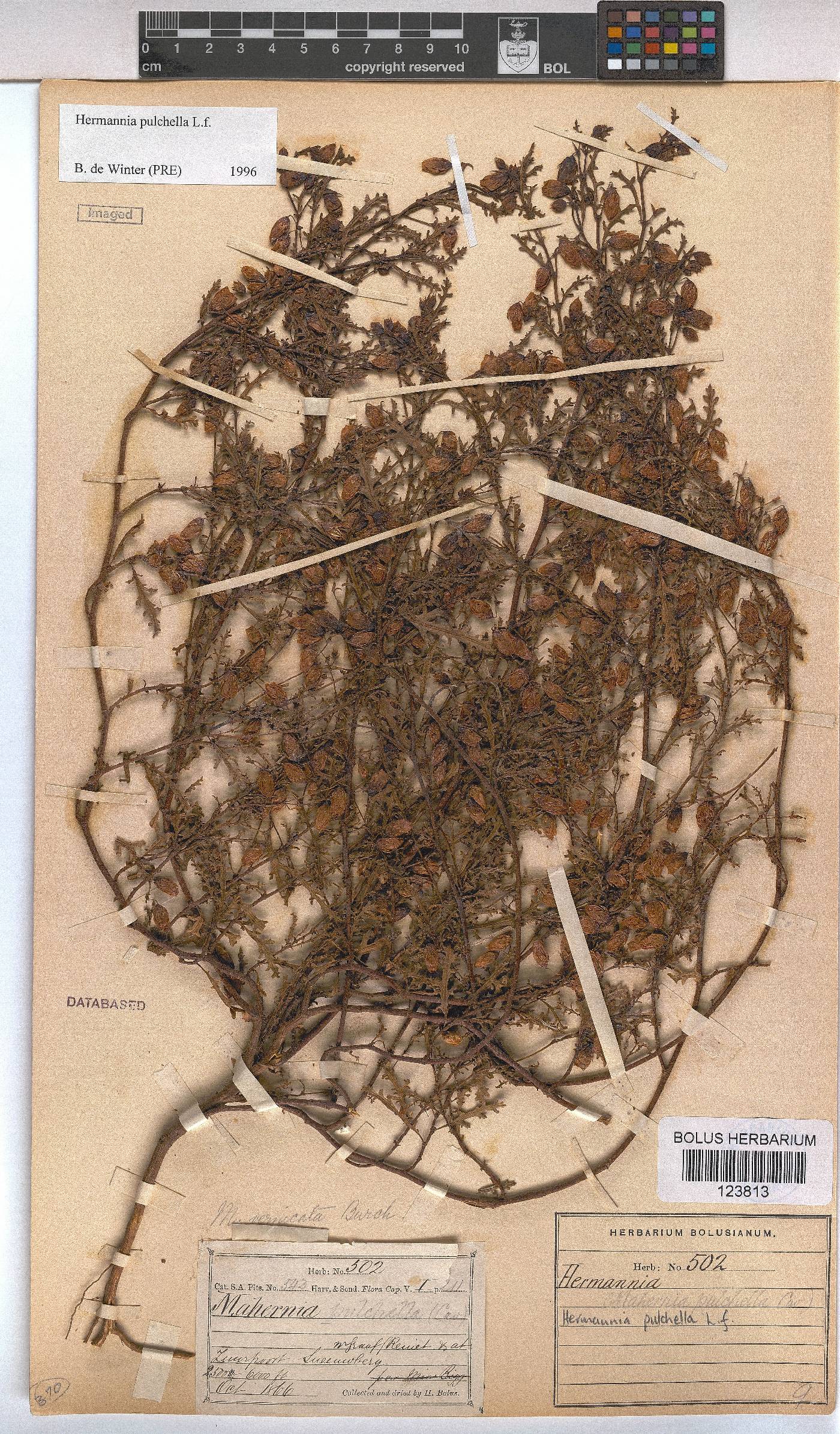 Hermannia pulchella image