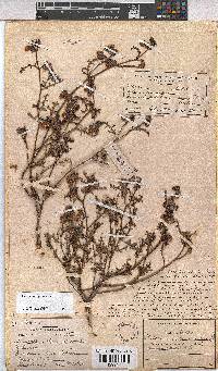 Hermannia pulchella image