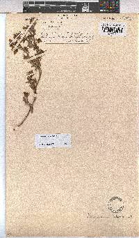 Hermannia pulchella image