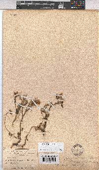 Hermannia pulchella image