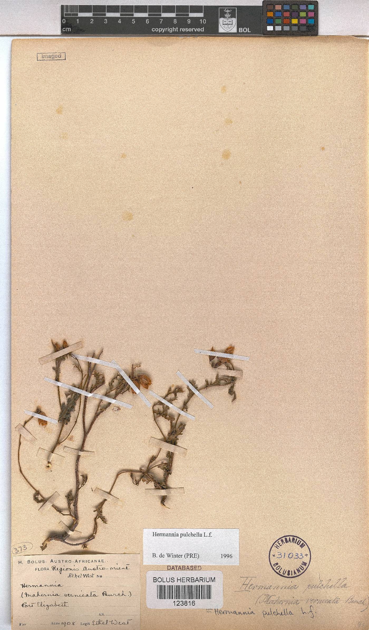 Hermannia pulchella image