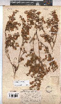 Hermannia pulchella image