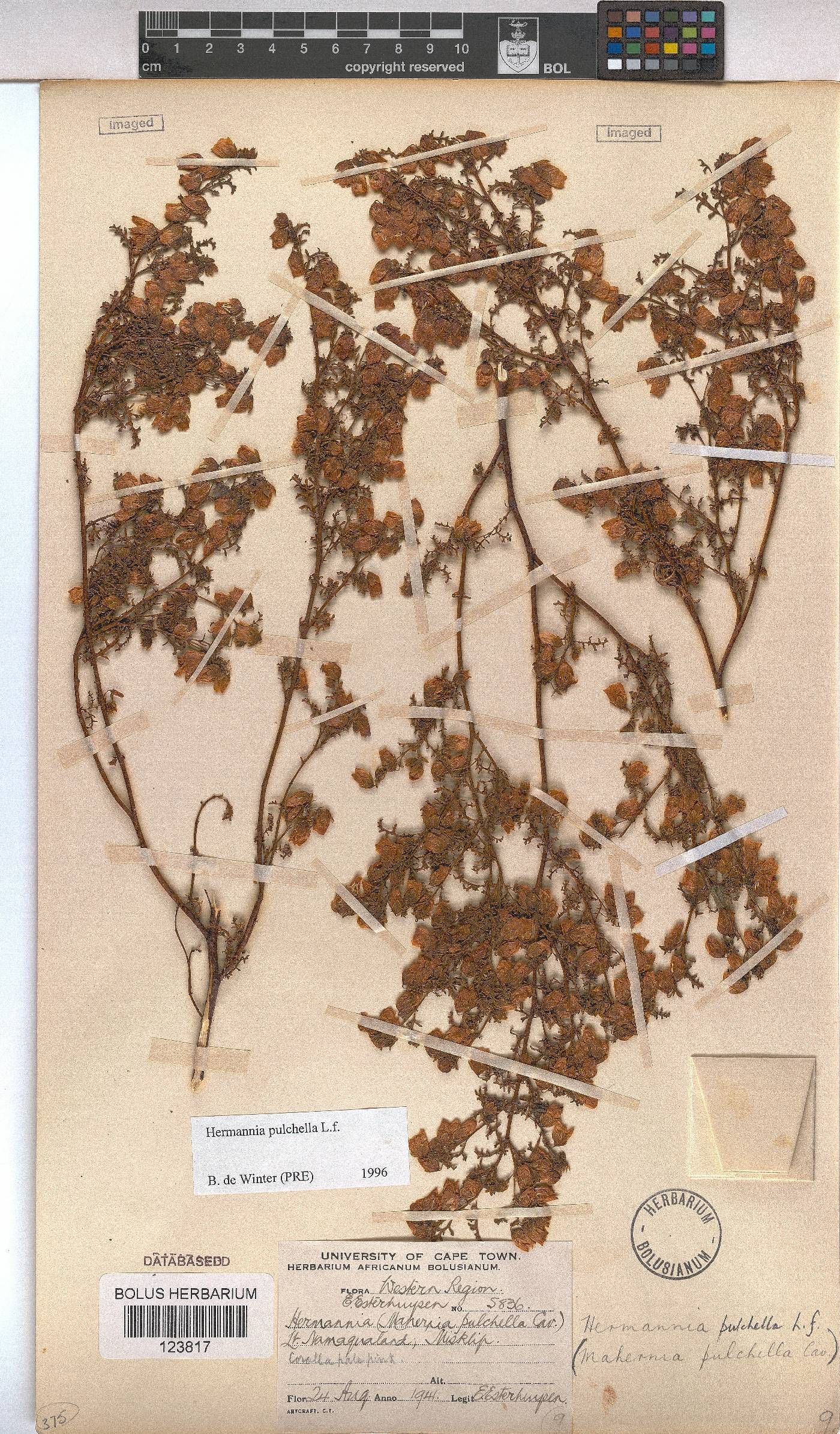Hermannia pulchella image