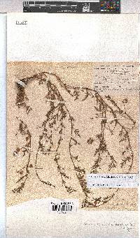 Hermannia erodioides image