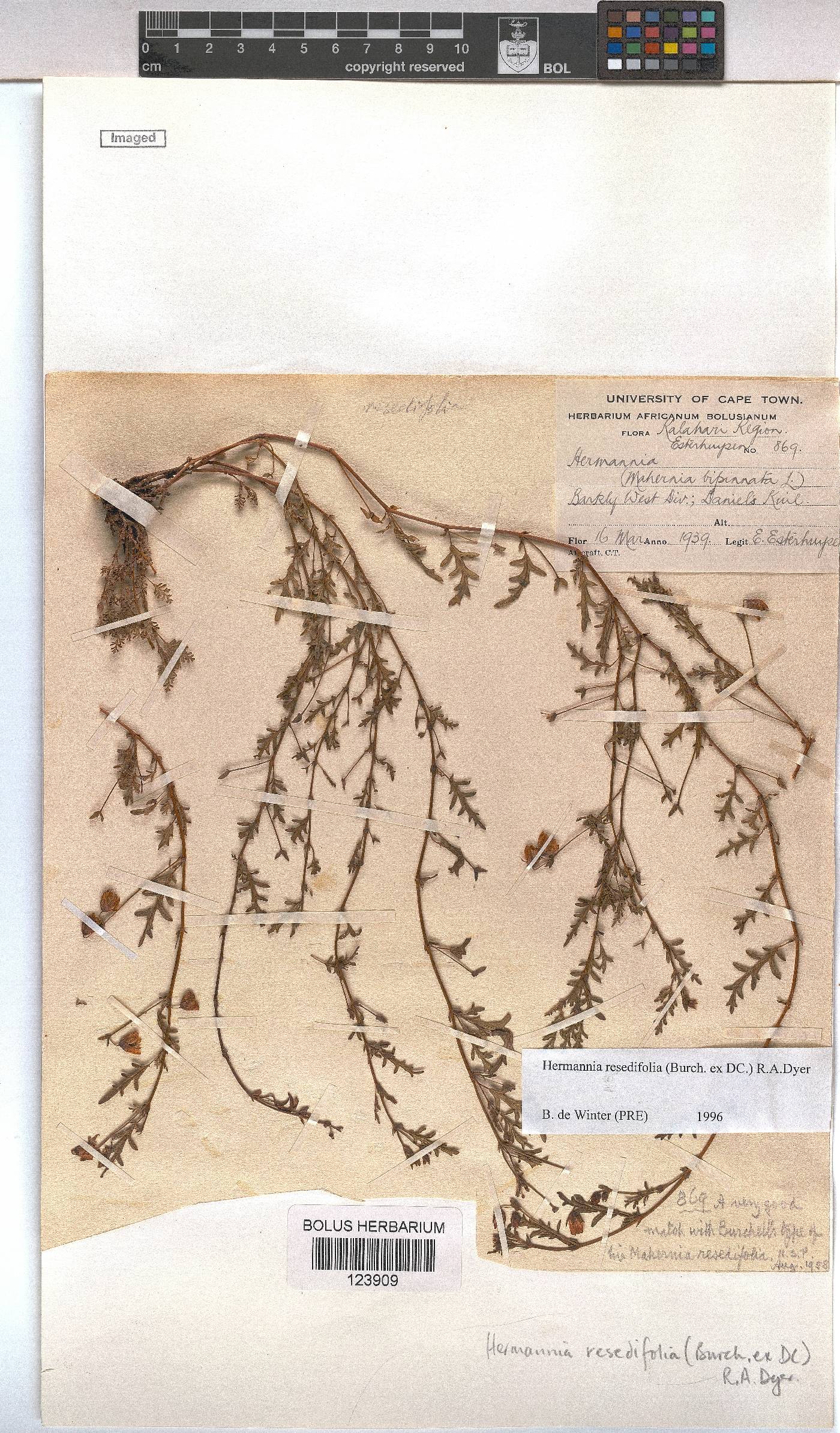 Hermannia erodioides image