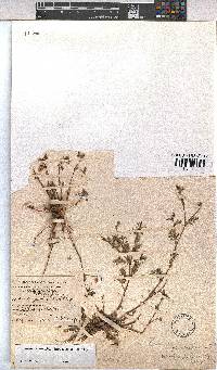 Hermannia erodioides image