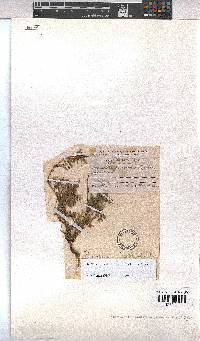 Hermannia erodioides image