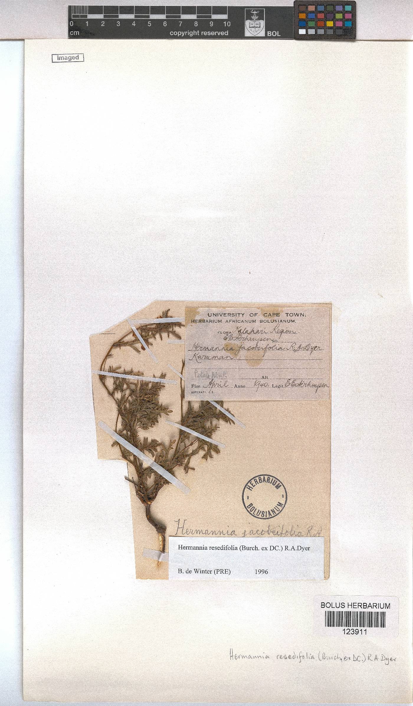 Hermannia erodioides image