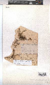 Hermannia erodioides image