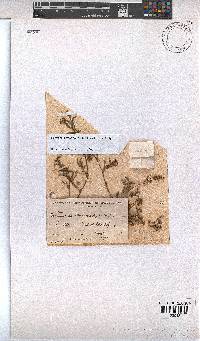 Hermannia erodioides image