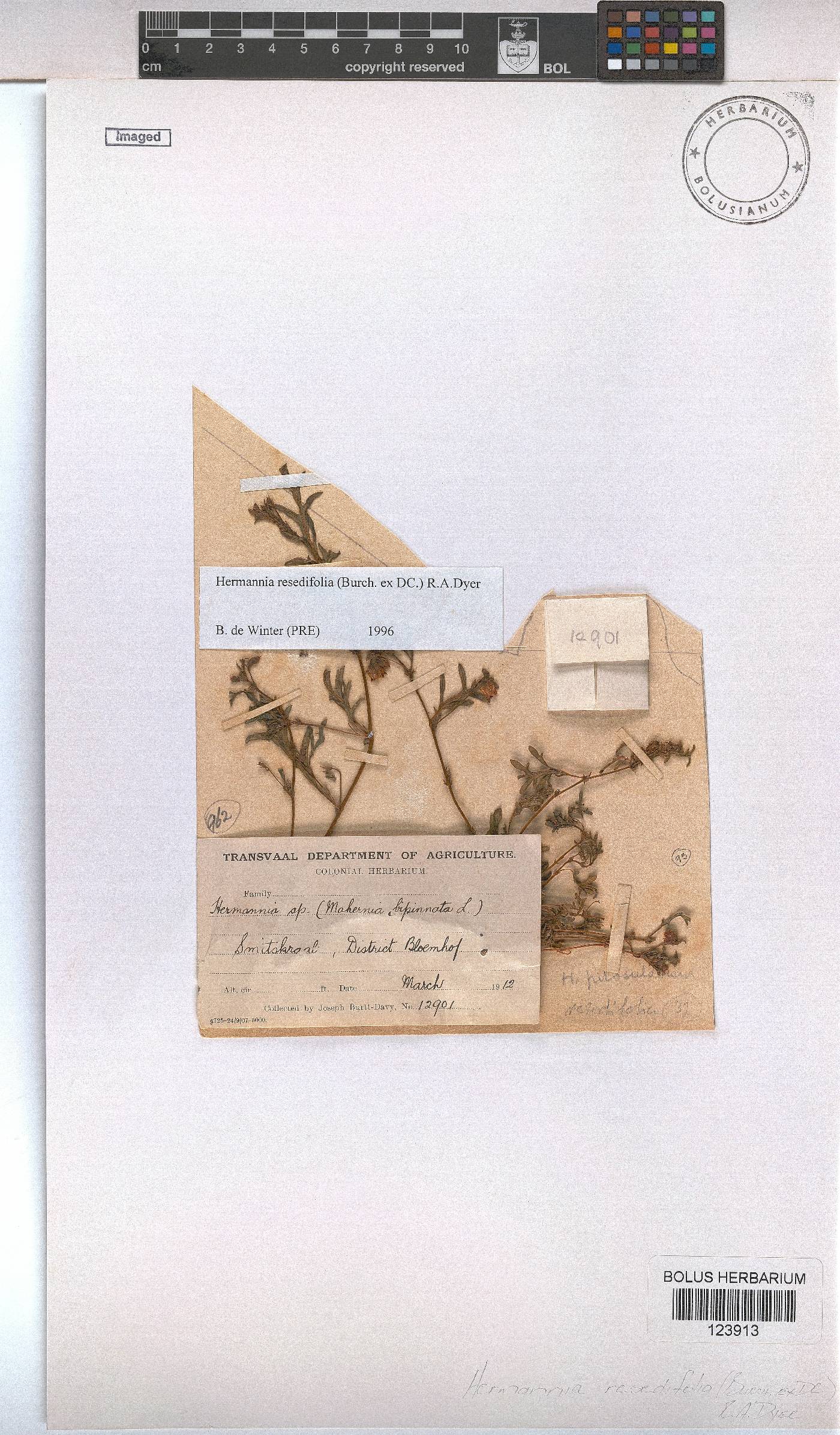 Hermannia erodioides image